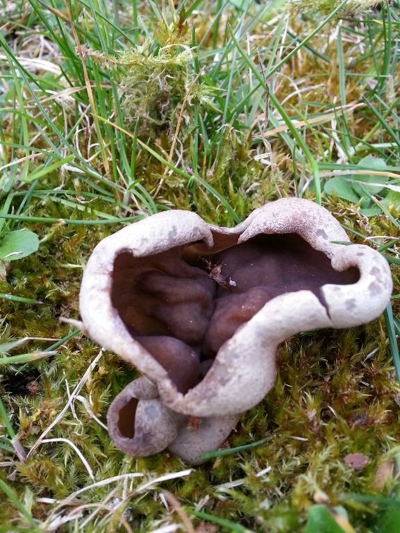 Pezize 4-redim768.jpg