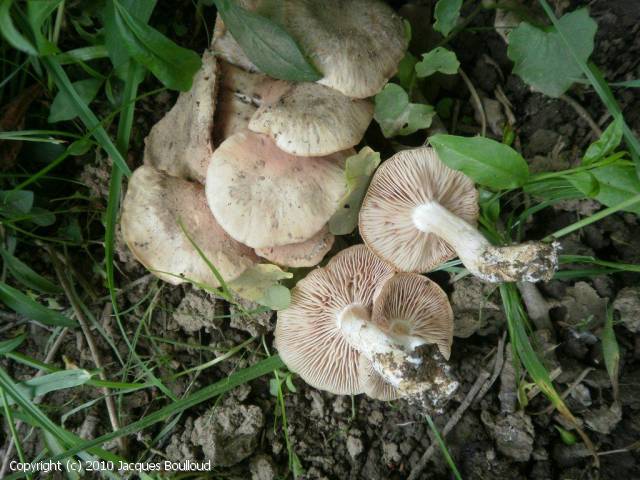 Entoloma_saundersii_2010_jb_1.jpg