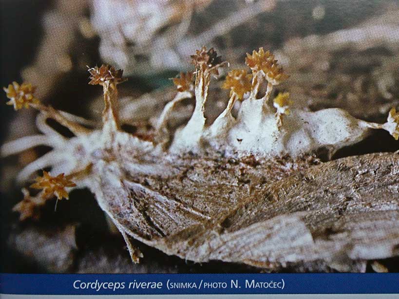 Cordyceps.jpg