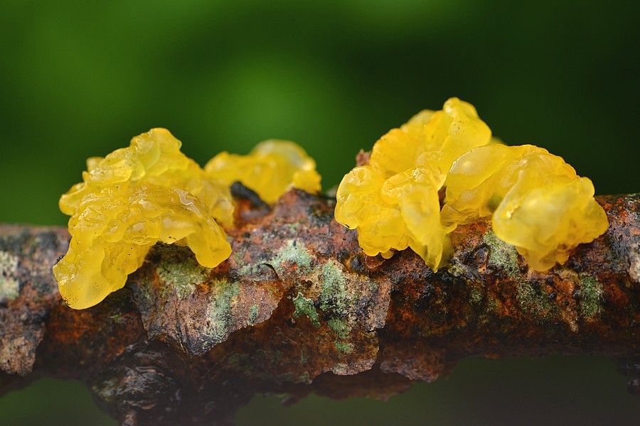 Myco db mai 2014.jpg