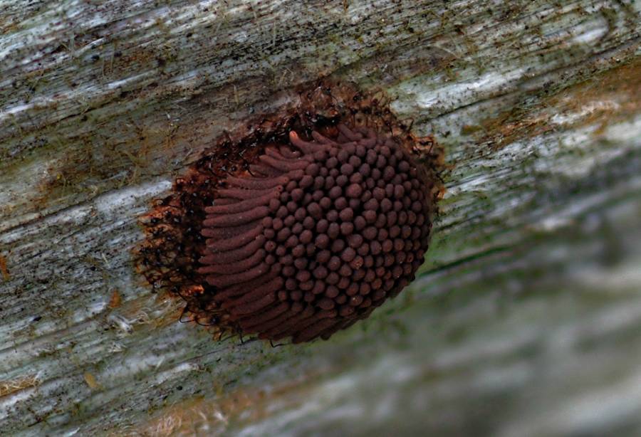 1 Stemonitis flavogenita (à confirmer) 2014 07 06 Lozère (Cévennes).jpg
