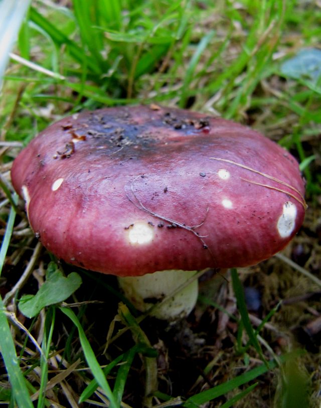 Russula spec. Godinne 23-07-14 C.jpg