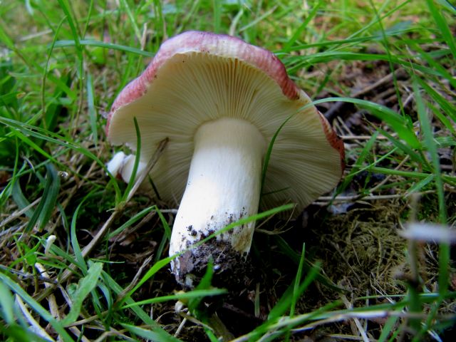 Russula spe. Godinne 23-07-14c.jpg