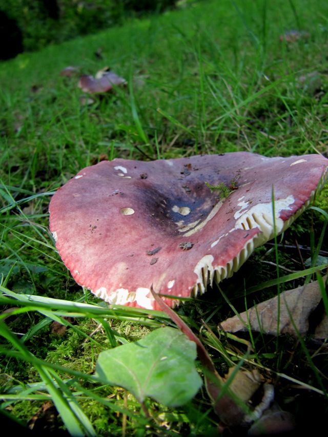 Russula spec. Godinne 23-07-14 A.jpg