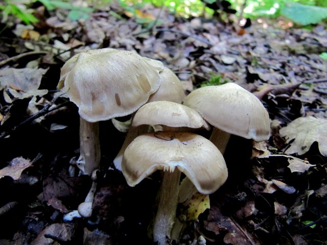 Fungi n.i. Godinne 23-07-14.jpg