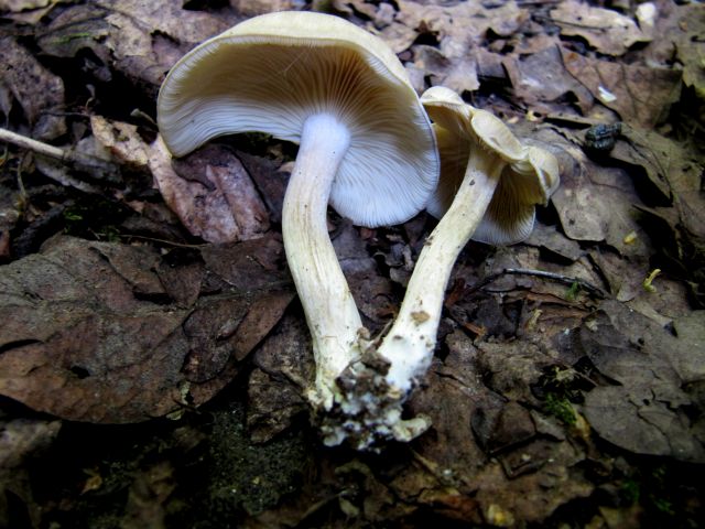 Fungi n.i. Godinne 23-07-14 A.jpg