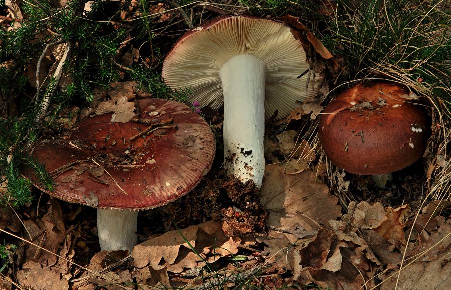 Russula integra 2014 07 27 Lozère (Barre-des-Cévennes).jpg