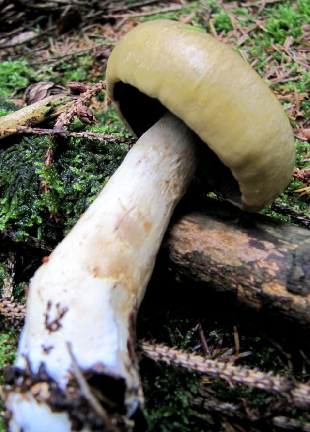 Cortinarius alboviolaceus Yvoir 16-08-14 A.jpg