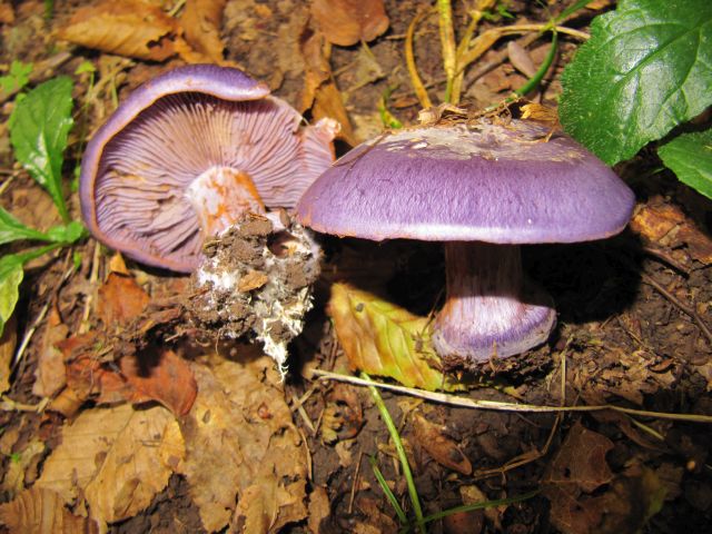 Cortinarius purpurascens Yvoir 13-09-14.jpg