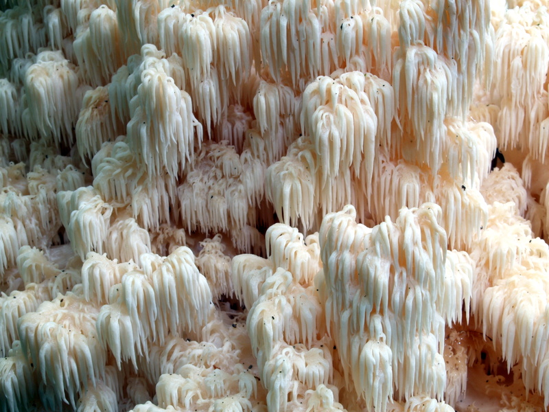 Hericium flagellum-015.JPG