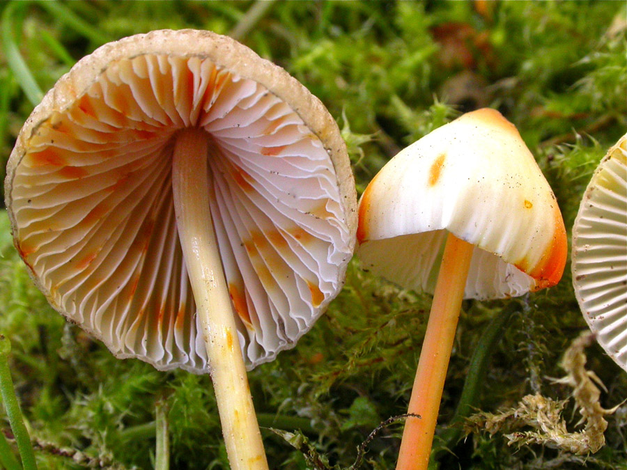 Mycena-crocata.jpg