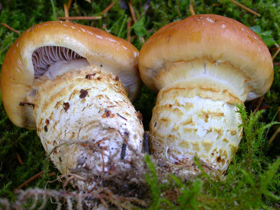 Cortinarius-triumphans.jpg