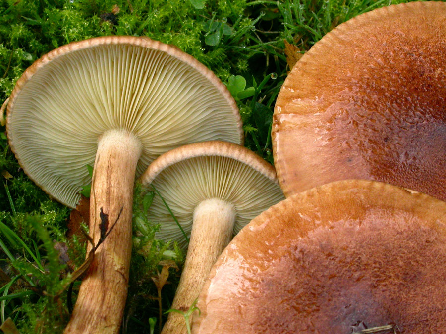 Tricholoma-fulvum.jpg