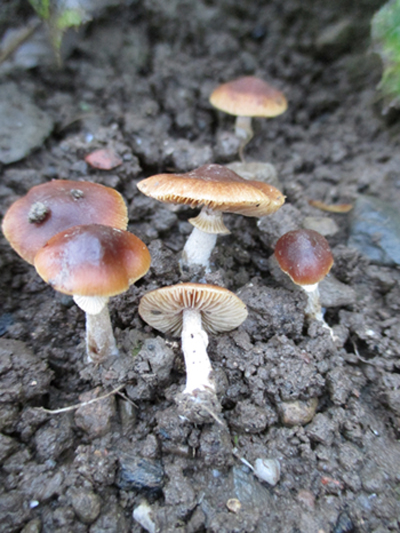 Conocybe filaris 2 - PMA161014C (3).jpg