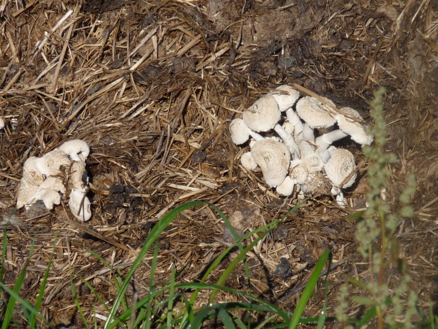 leucoagaricus (1).JPG