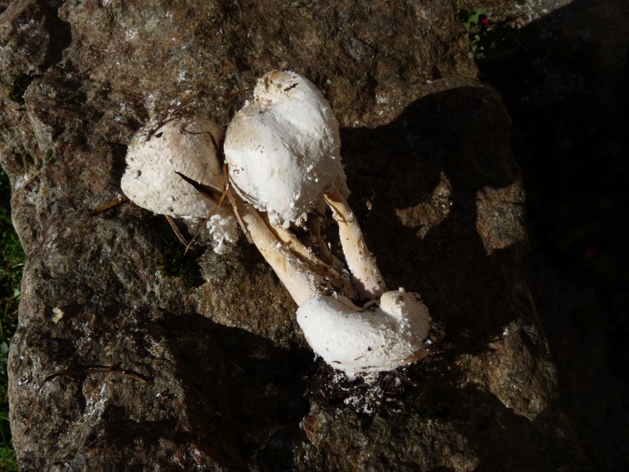 leucoagaricus (4).JPG