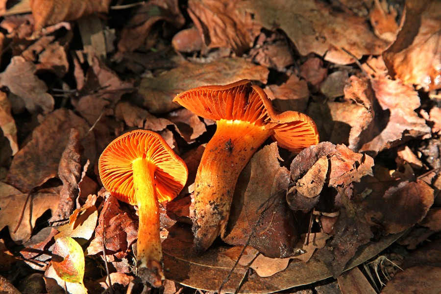 Cortinarius orellanus.jpg