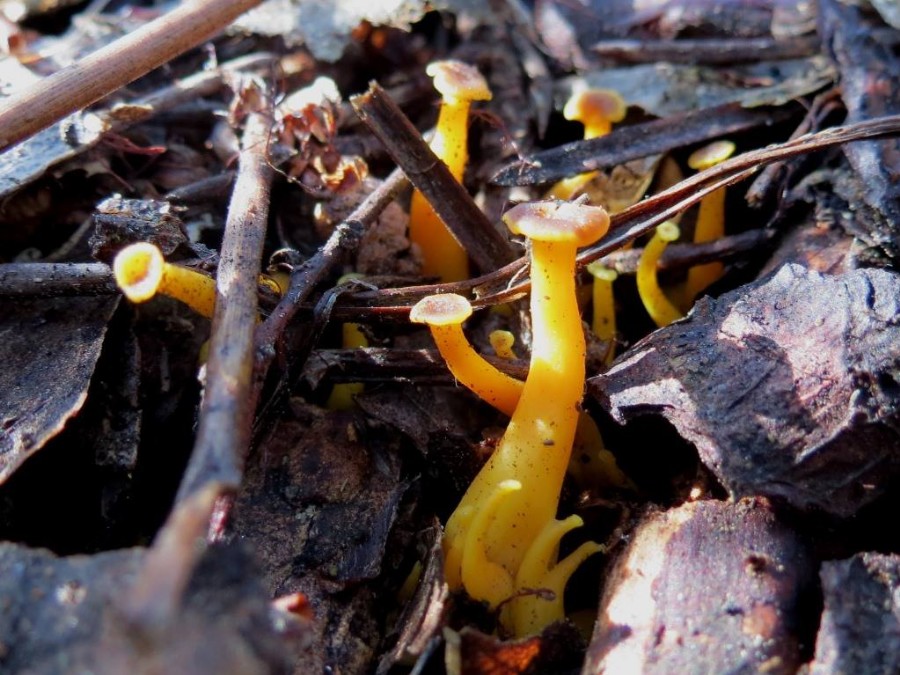 Cantharellus sp..jpg