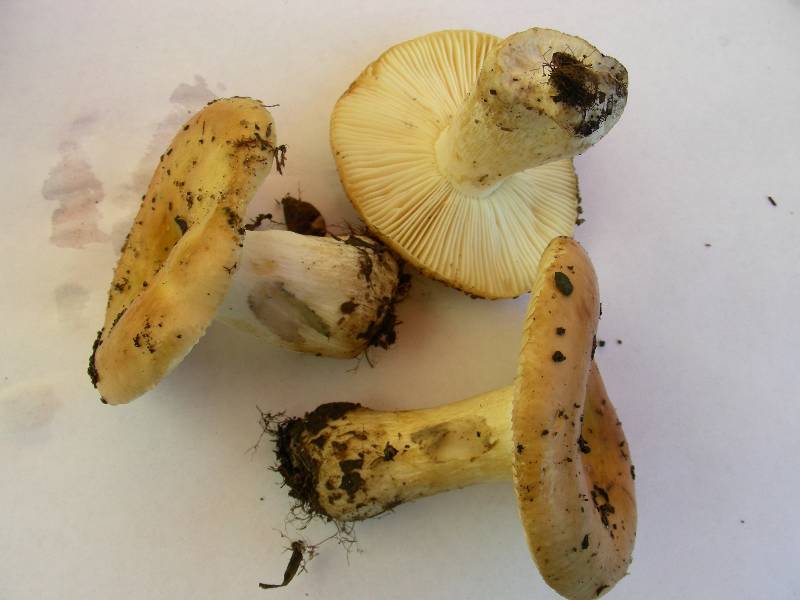 Russula viridantine 1 08 11 2014-redim800.JPG