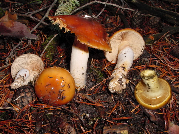 Cortinarius mucosus_2.jpg