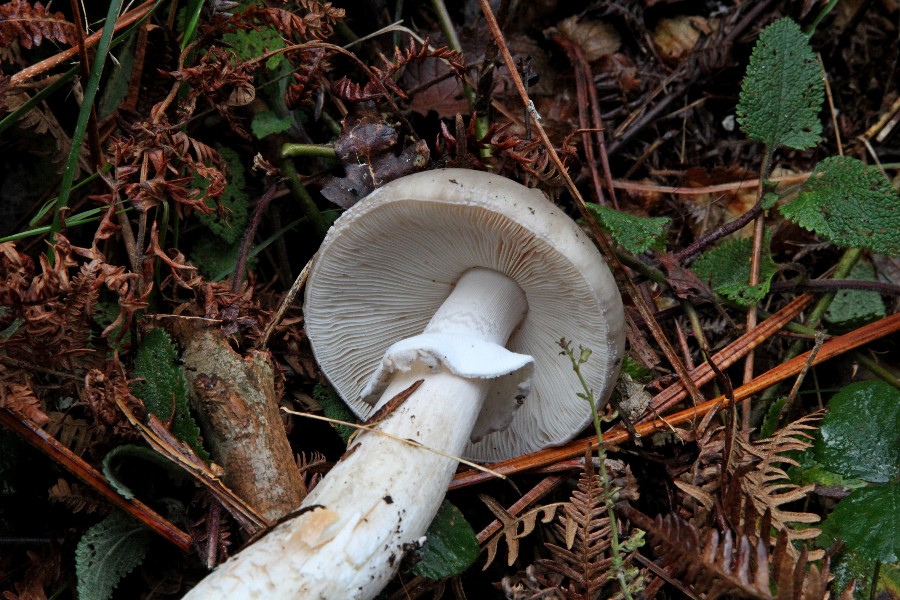 Amanita -c.jpg