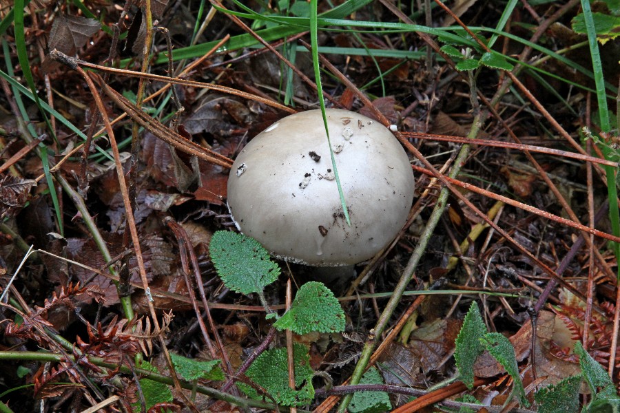 Amanita - a.jpg