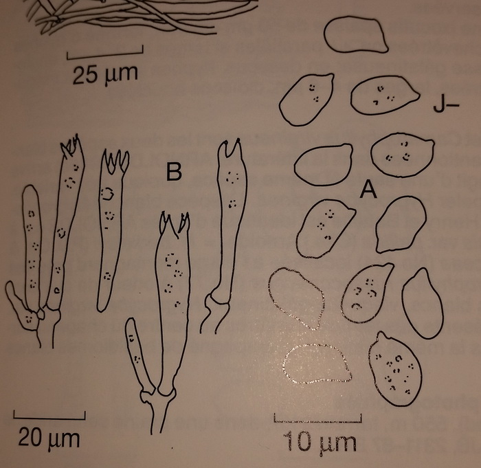 spores-reae.jpg