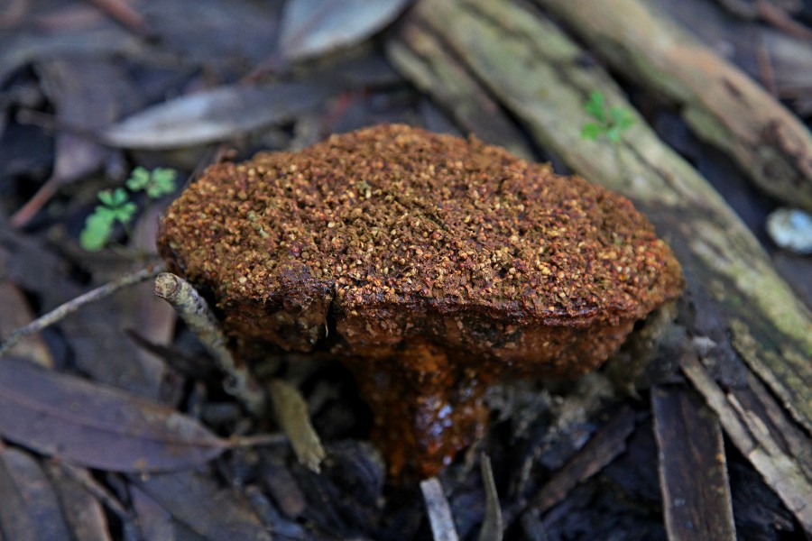 Pisolithus tinctorius-a.jpg