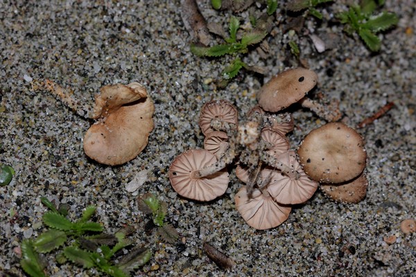 Marasmius.jpg