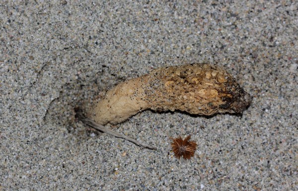 Phallus hadriani 2.jpg