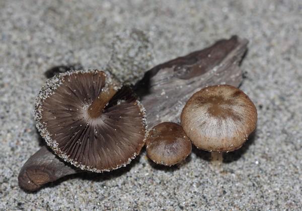 Psathyrella ammophila ok.jpg