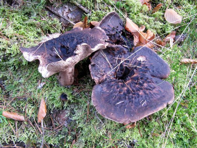 Sarcodon Massif des Vosges (Rés. nat; de Tanet-Gazon du Faing) 27 10 2013 B.jpg