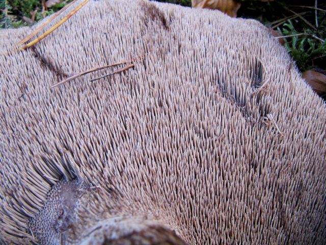 Sarcodon Massif des Vosges (Rés. Nat. de Tanet- Gazon du Faing) 27 10 2013 C.jpg