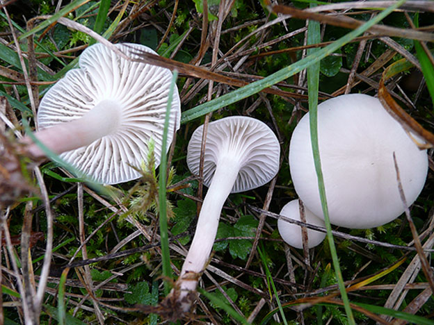 hygrophores 005.jpg