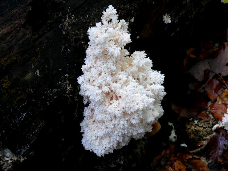 Hericium coralloides.jpg