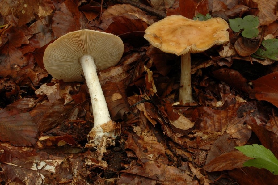 cortinarius (sp).JPG