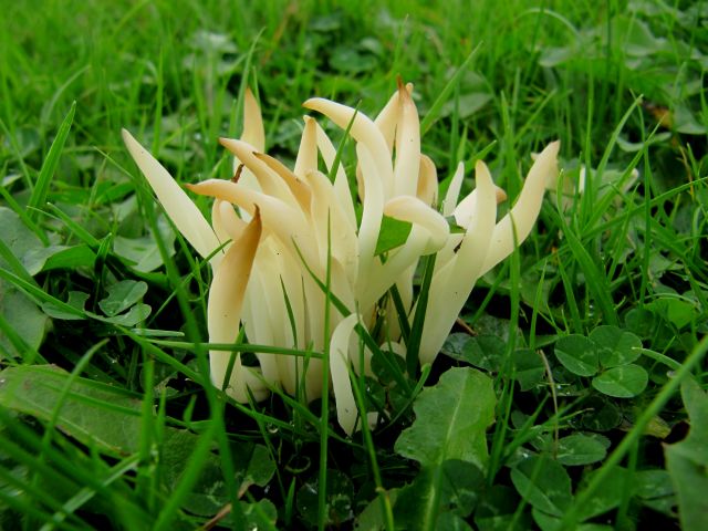 Clavaria fragilis Yvoir 20-10-13 J.jpg