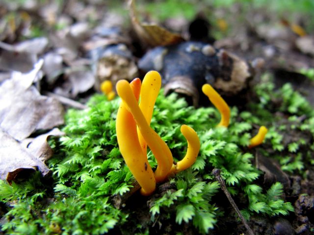 Clavulinopsis helveola Godinne 24-08-11.jpg