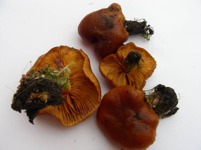 Gymnopilus sp.-redim800.JPG