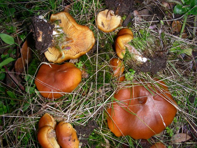 Gymnopilus-redim800.JPG