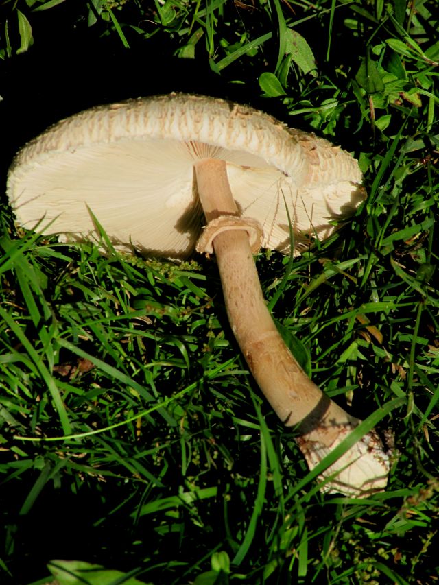 Macrolepiota brunnea Evrehailles 28-09-13 A.jpg