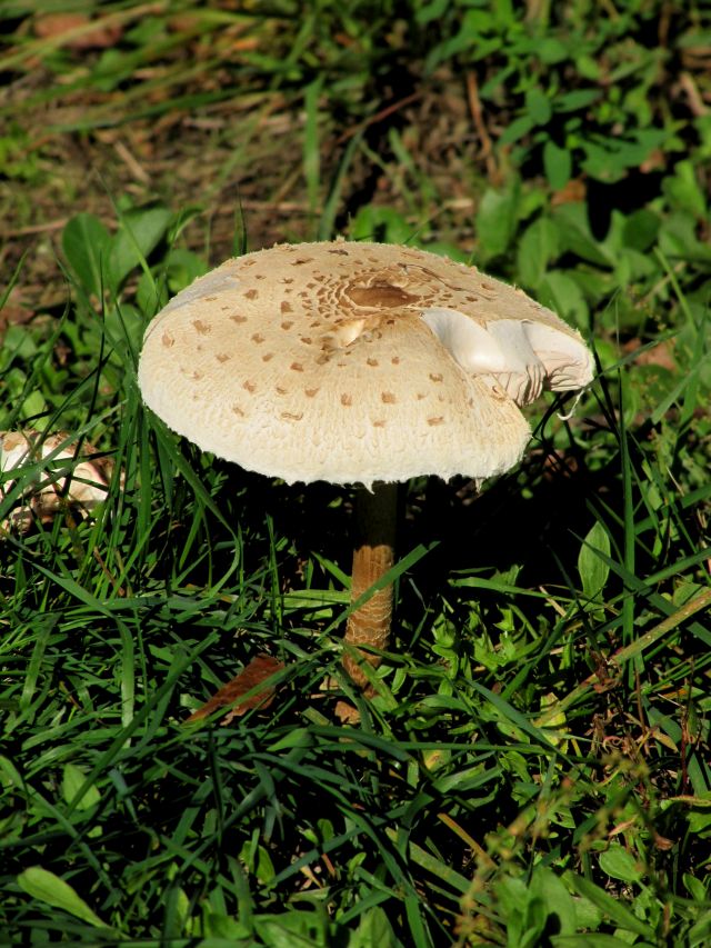 Macrolepiota brunnea Evrehailles 28-09-13.jpg