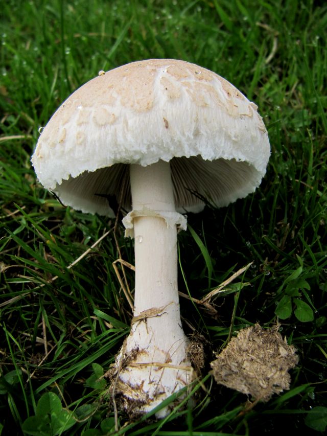 Macrolepiota sp.  Yvoir (Tricointe) 21-09-13 A.jpg