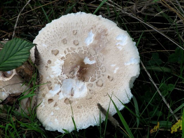 Macrolepiota sp.  Yvoir 27-09-13.jpg