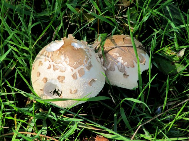 Macrolepiota brunnea Yvoir 27-09-13 B.jpg