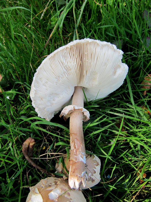 Macrolepiota brunnea Yvoir 27-09-13 A.jpg