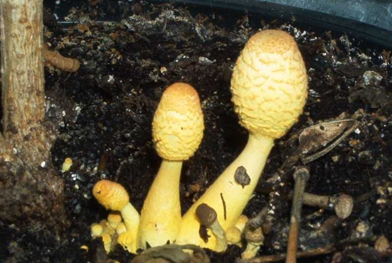 leucocoprinus flos-sulfuris 002-redim800.jpg