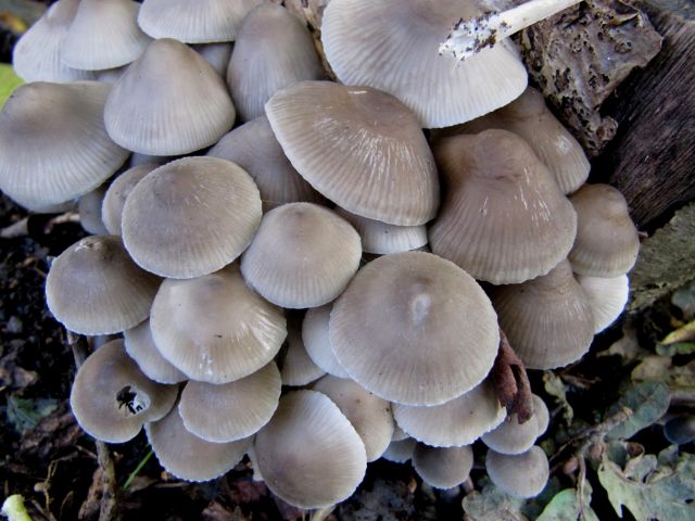 Mycena polygramma Yvoir (Tricointe) 4-10-12 B.jpg