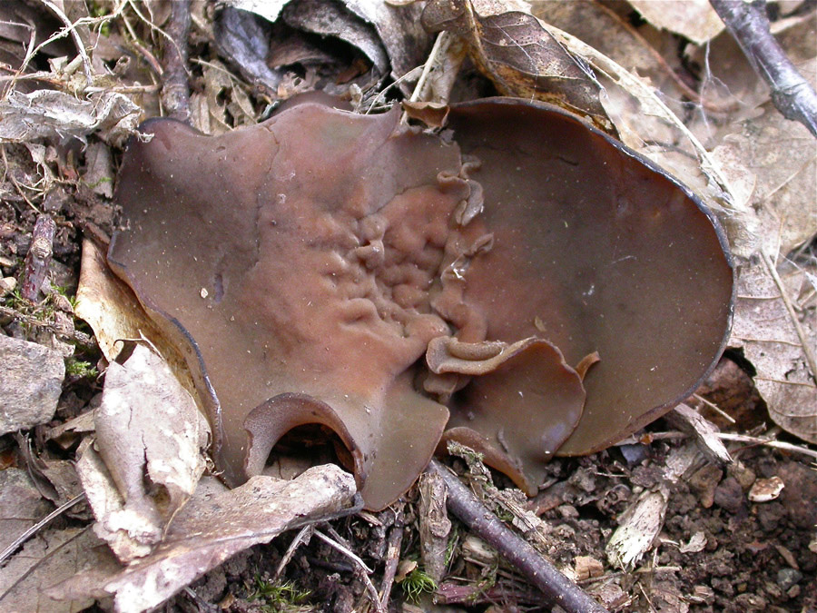 Peziza-phyllogena-.jpg