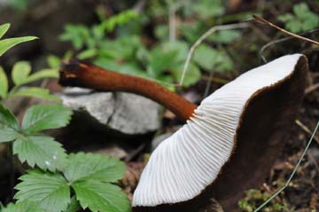 Melanoleuca sp.JPG